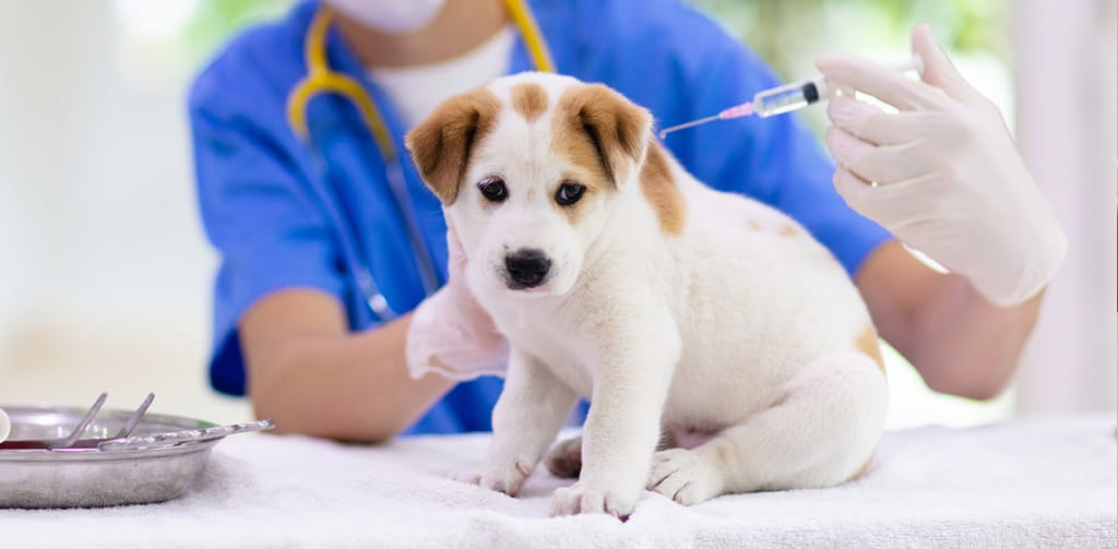 5 in 1 DHPP Vaccine Schedule For Puppies The Vets - Dog 5 In 1 Vaccine Schedule