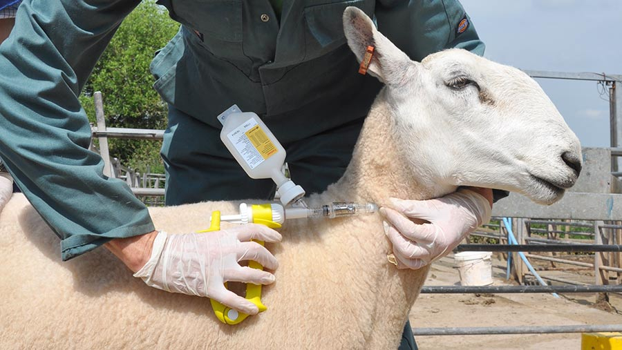 Advice On How To Vaccinate Sheep Against Foot rot Farmers Weekly - Sheep Vaccination Schedule