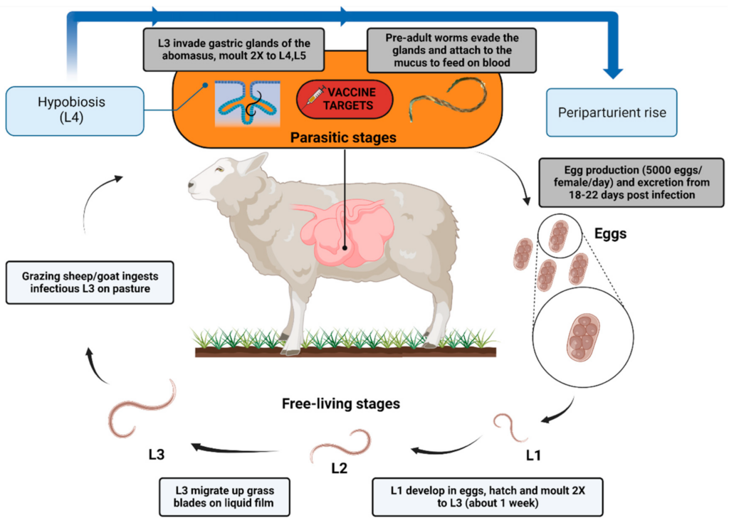 Animals Free Full Text Haemonchosis In Sheep And Goats Control  - Vaccination Schedule For Sheep And Goat