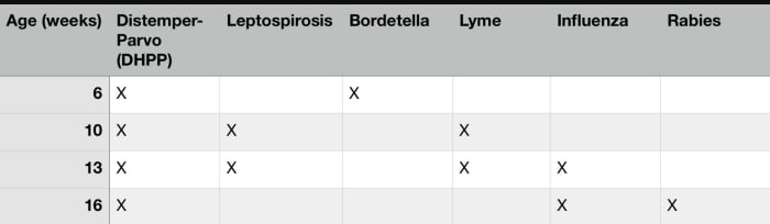 Ask The Vet What Vaccines Do Dogs Need Dog Discoveries - Teacup Yorkie Vaccine Schedule