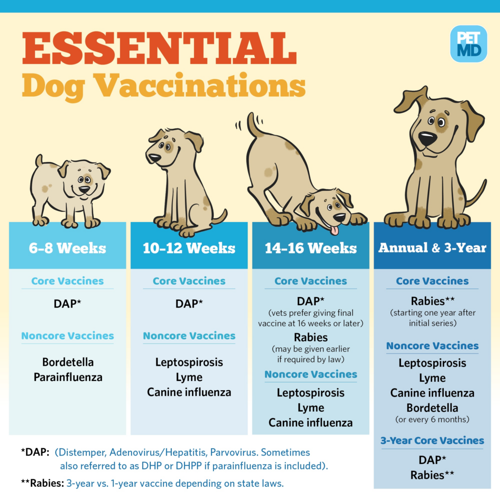 Basic Vaccine Schedule For Dogs PetMD - Dog Influenza Vaccine Schedule