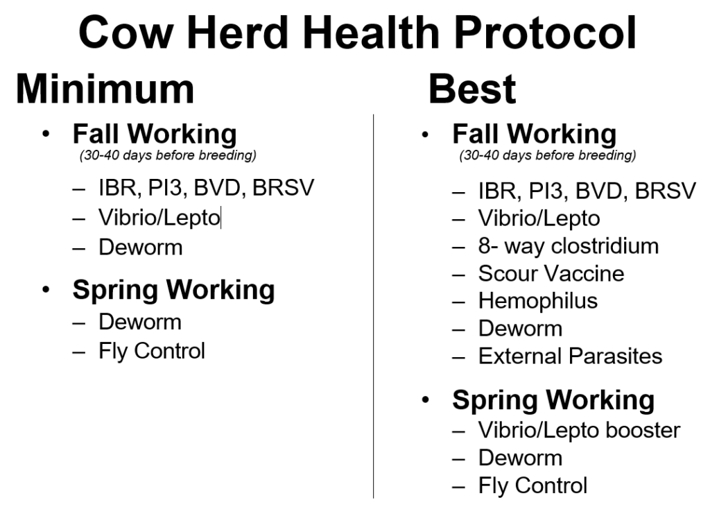 Beef Herd Essential Management Herd Health Protocols Panhandle  - Beef Calf Vaccination Schedule