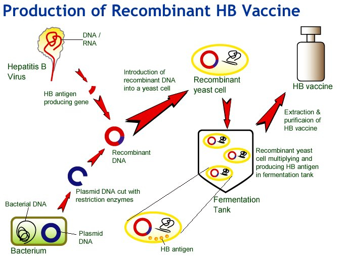 Biotechnology Health And Medicine - Recombivax Vaccine Schedule