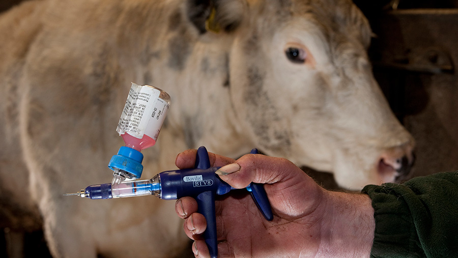 Bluetongue Vaccine Available For Cattle And Sheep By July Farmers Weekly - Livestock Vaccination Schedule