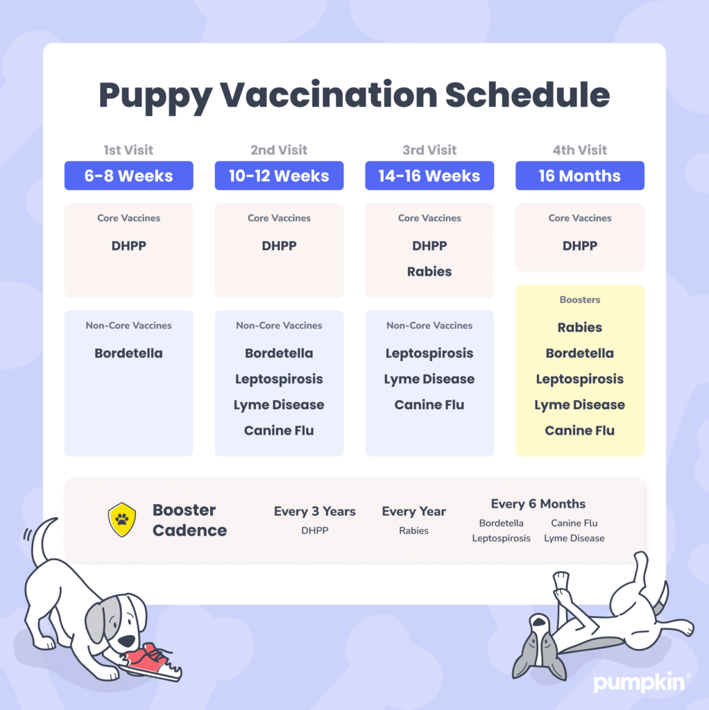 Bordetella Vaccine For Dogs How To Prevent Kennel Cough Pumpkin  - Canine Bordetella Vaccine Schedule