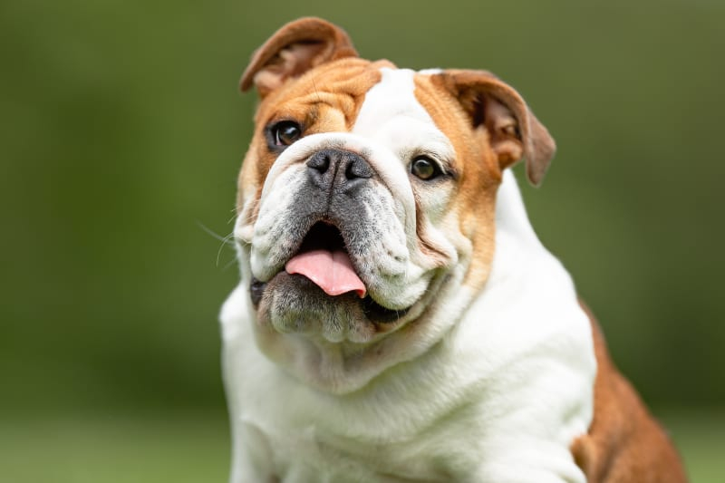 Bulldog Vaccination Schedule A Complete Guide Orange Vets - French Bulldog Vaccination Schedule