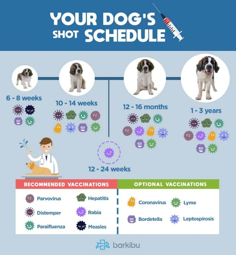 Can A Vaccinated Dog Get Distemper How Does A Dog Get It Barkibu - Distemper Vaccine For Dogs Schedule