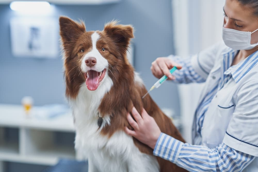 Canine Influenza Vaccine All About The Dog Flu Shot Great Pet Care - Border Collie Vaccination Schedule