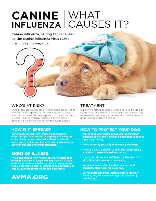 Canine Influenza Vaccines Durant Road Pet Resort - Canine Influenza Vaccine Schedule