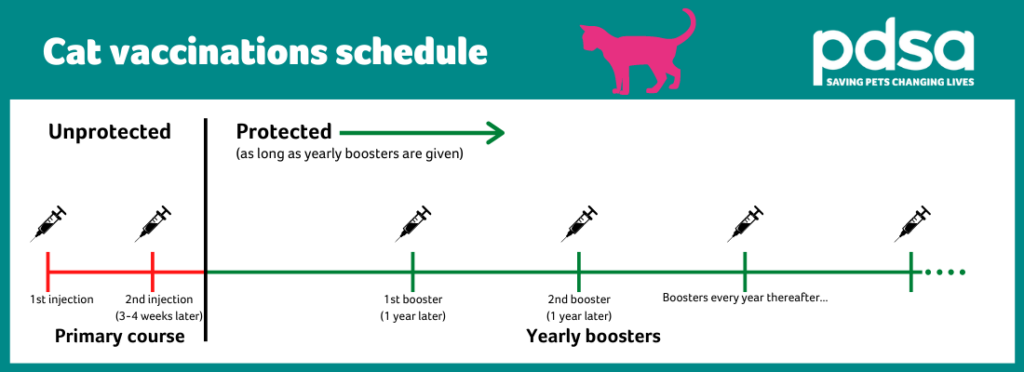 Cat And Kitten Vaccinations PDSA - Cat Vaccination Schedule