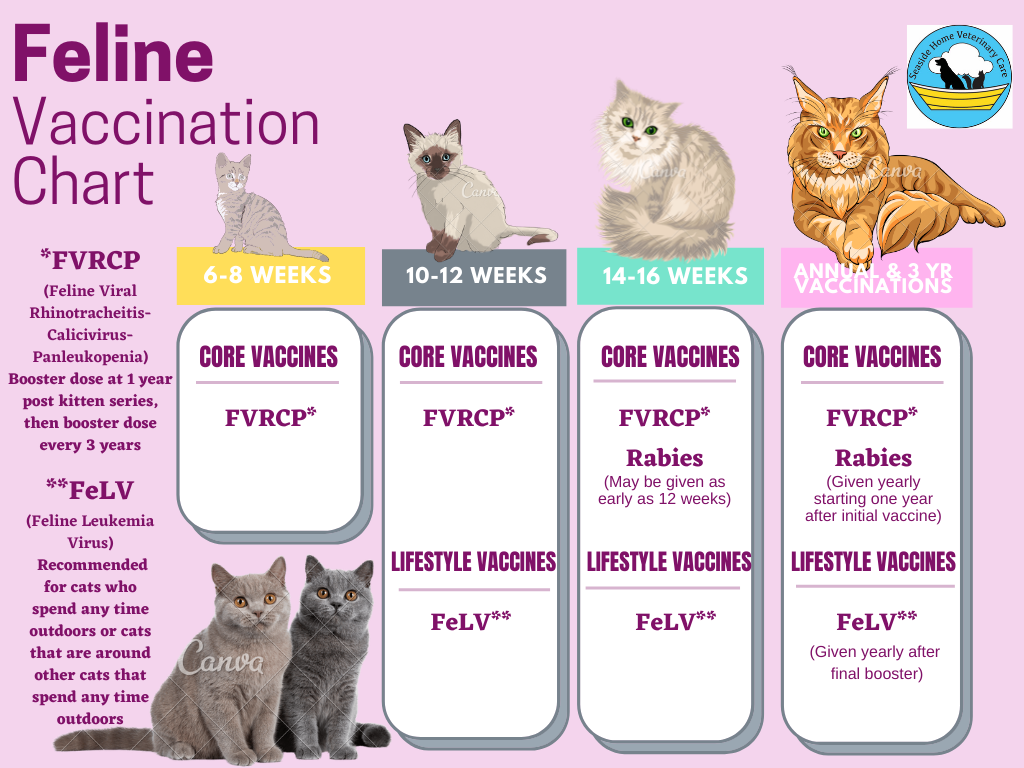 CAT VACCINATION INFORMATION Seaside Home Veterinary Care - Schedule Of Cat Vaccinations