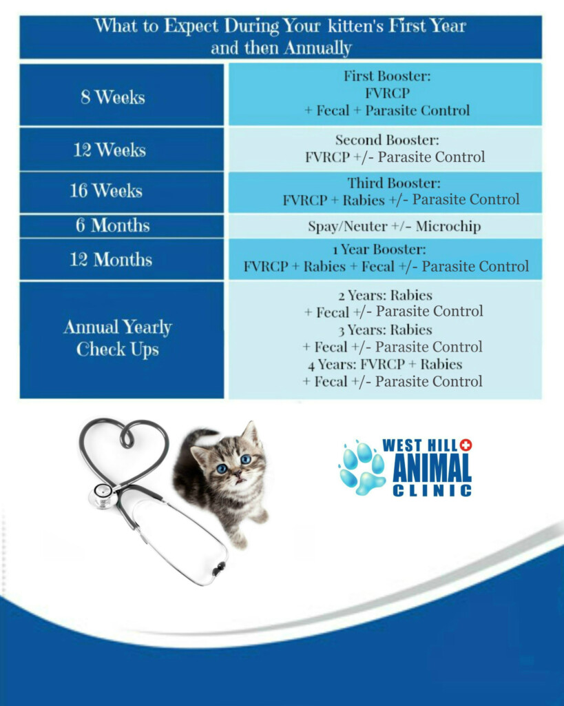 Cat Vaccine Schedule West Hill Animal Clinic - Cats Vaccine Schedule