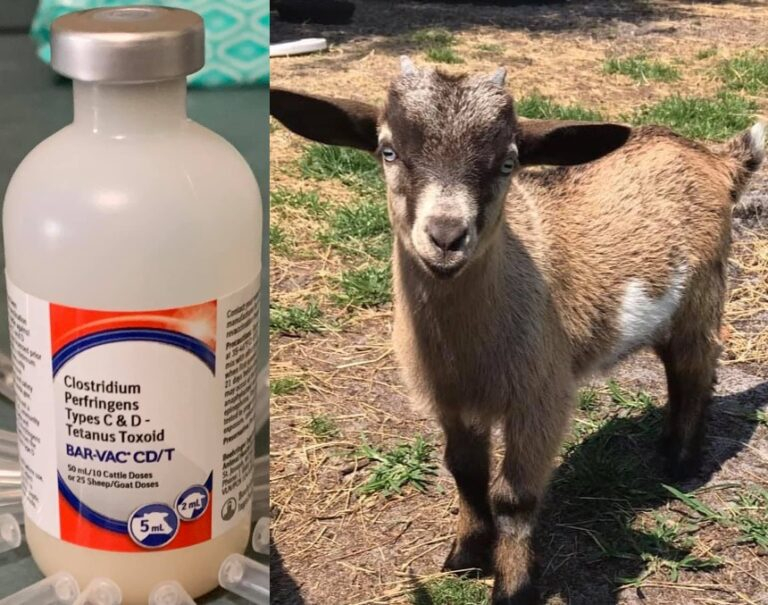 CDT Vaccine Dosage For Goats How To Administer Justagric - Goat Cdt Vaccination Schedule