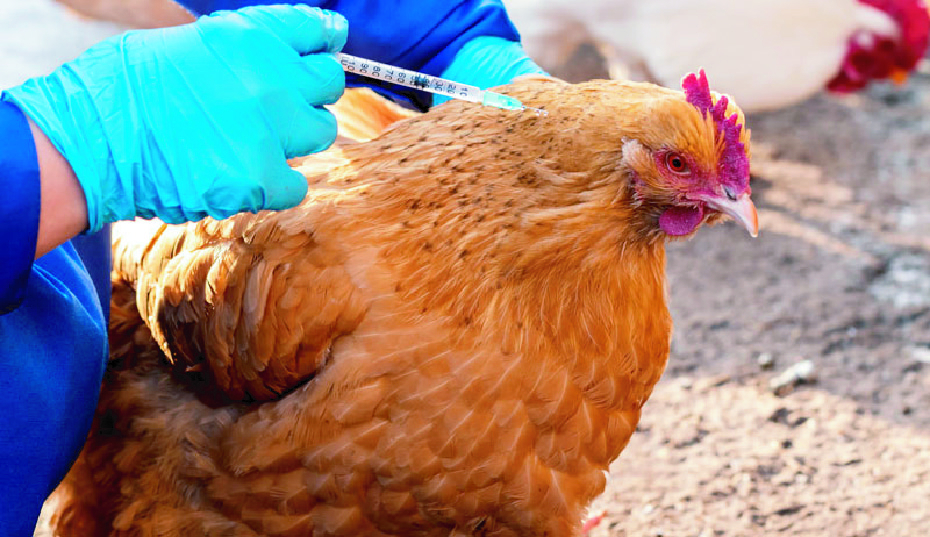 Chicken Vaccination Supports Growth Nutrition In Children Study Shows - Chicken Vaccination Schedule In Kenya