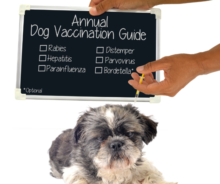 DHPP Vaccine The 5 in 1 All Dogs Need I Love Veterinary - Puppy Vaccine Schedule 5 In 1