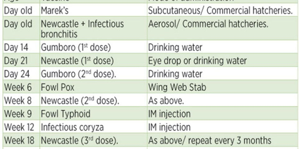 Diary Of A Poultry Farmer The Dos And Don ts Of Vaccination Nation - Chicken Vaccination Schedule In Kenya