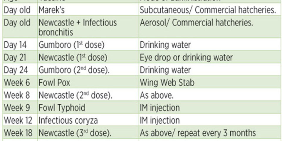 Diary Of A Poultry Farmer The Dos And Don ts Of Vaccination Nation - Poultry Vaccination Schedule