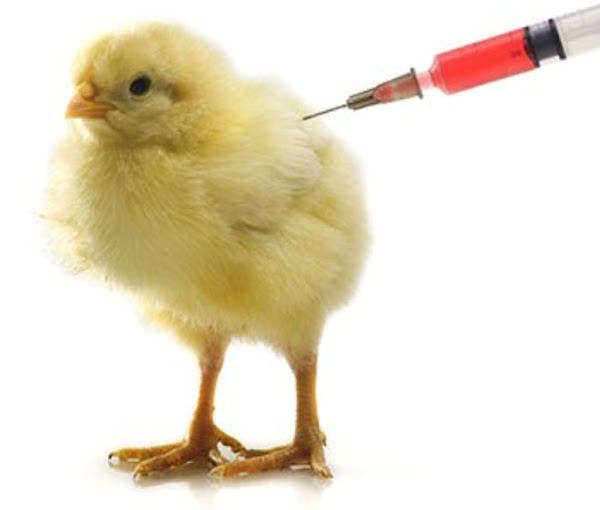 Different Types Of Poultry Vaccines - Turkey Bird Vaccination Schedule