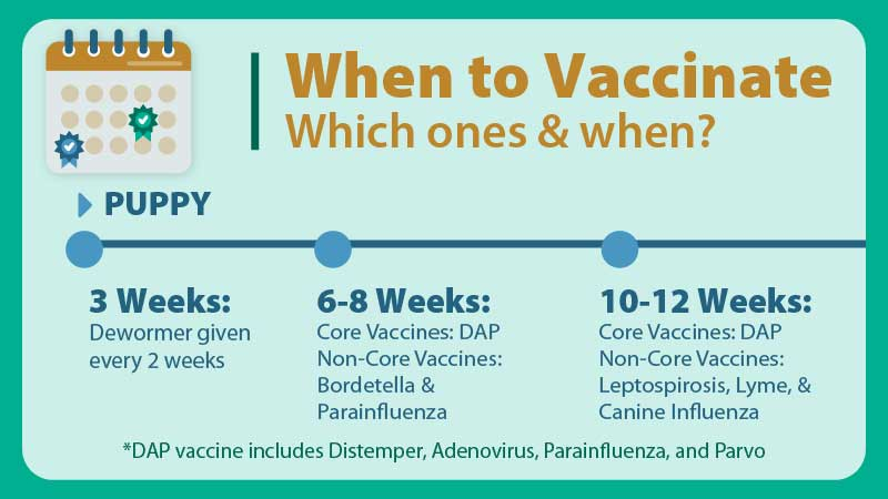 Dog And Puppy Vaccination Schedule When To Get What Shots - Dogs Vaccines Schedule