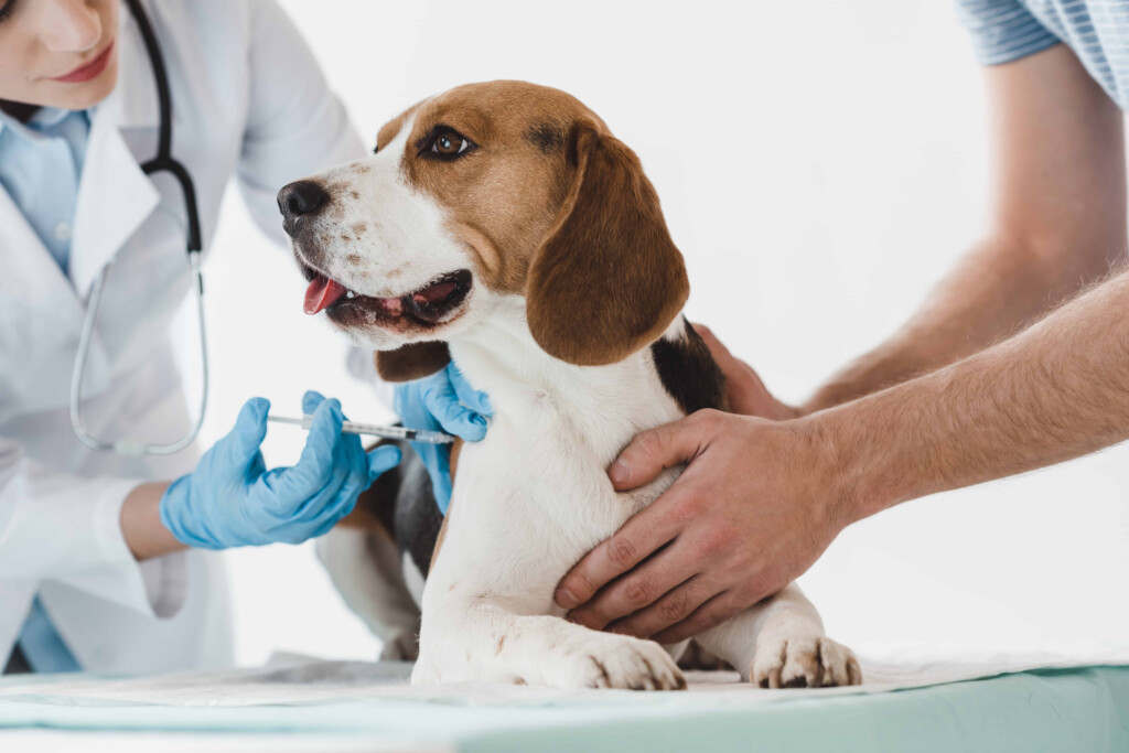 Dog Owner s Guide To DHLPP DHPP Vaccination DISTEMPER VACCINE  - Puppy Dhpp Vaccine Schedule