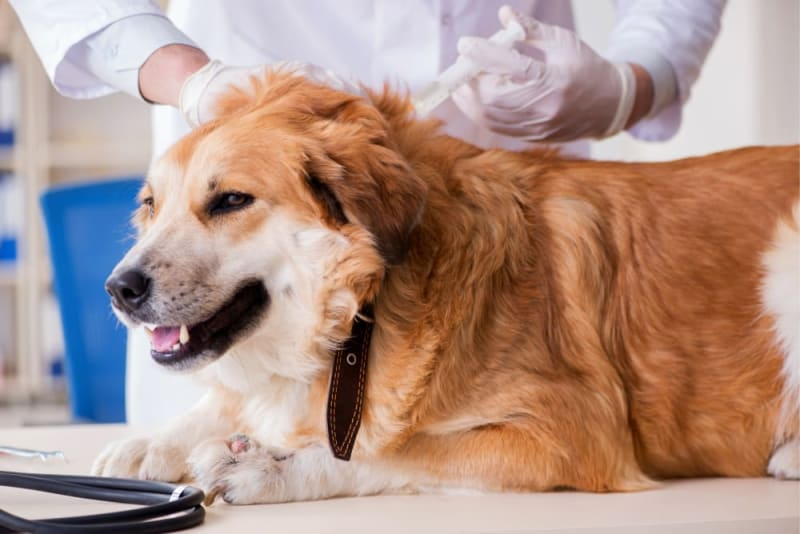 Dog Rabies Vaccine Schedule Douglasville Vets - Pet Rabies Vaccine Schedule