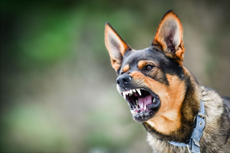 Dog Rabies Vaccine Schedule Gold Canyon Vets - Dog Rabies Vaccine Schedule