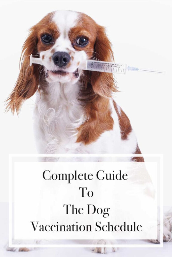 Dog Vaccination Schedule All Your Vaccination Questions Answered - Puppy Vaccination Schedule Uk