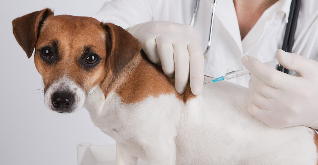 Dog Vaccination Schedule All Your Vaccination Questions Answered - Doberman Vaccination Schedule