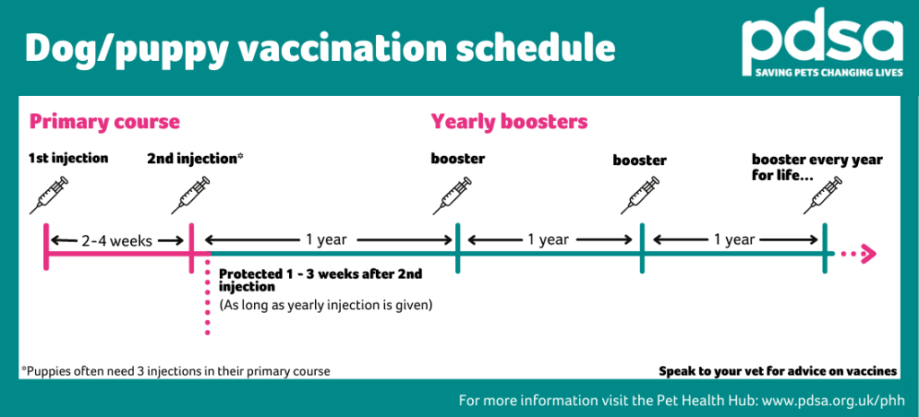 Dog Vaccines PDSA - Full Vaccination Schedule For Dogs