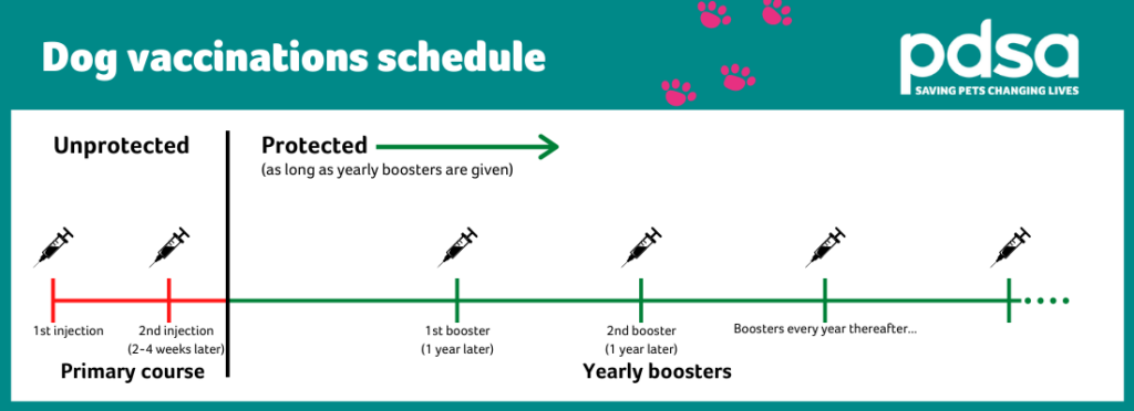 Dog Vaccines PDSA - Puppy Vaccination Schedule Uk