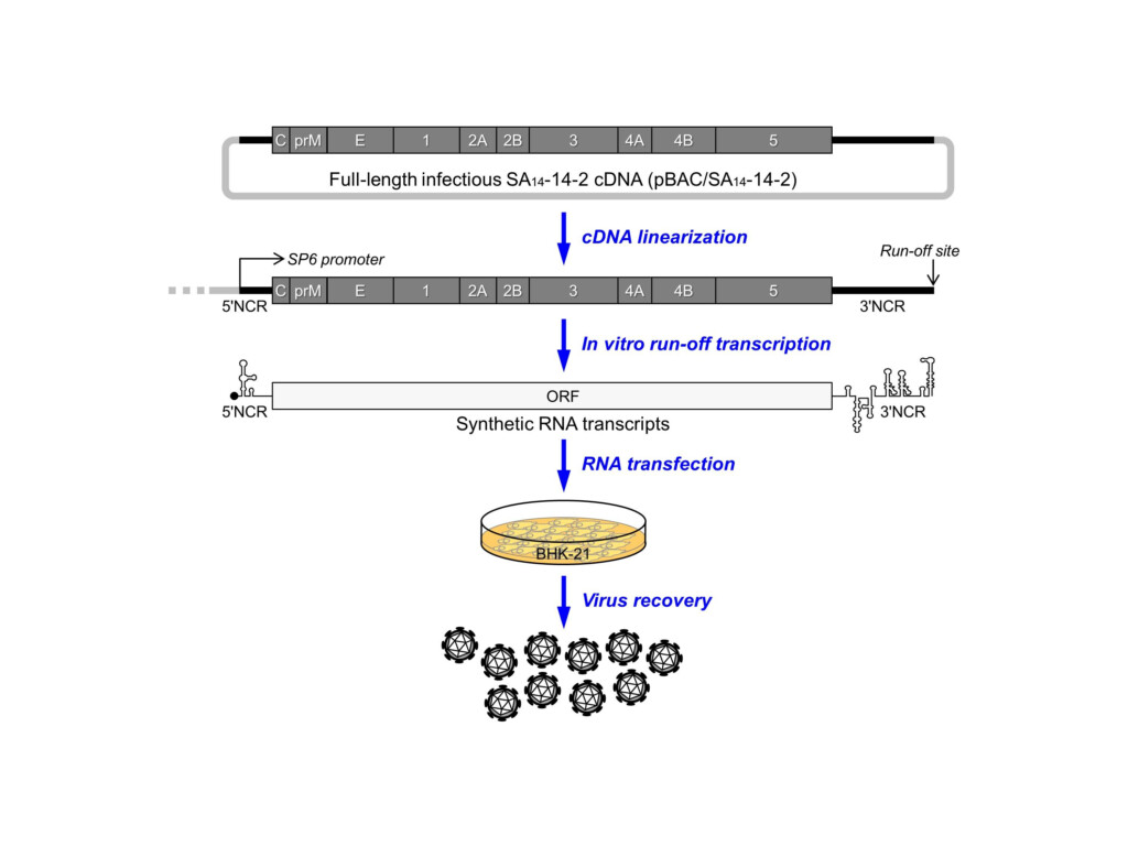 Drug Target And Construct For Japanese Encephalitis Virus Infection  - Jev Vaccine Schedule