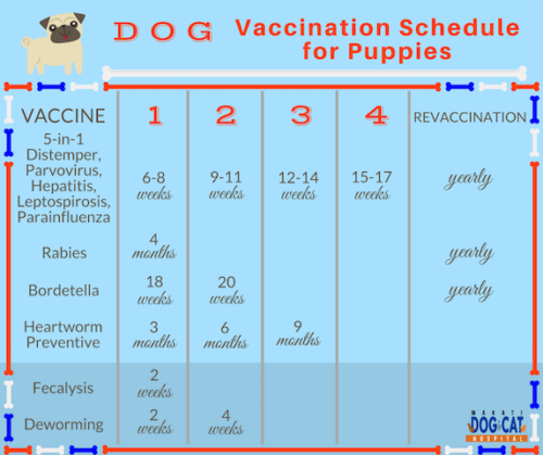 Easy Tricks For Organizing Your Pet s Info Journey Dog Training - Border Collie Vaccination Schedule