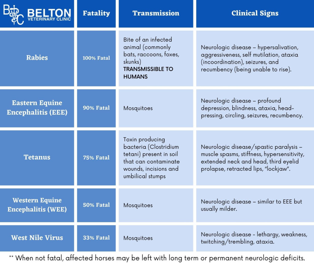 Equine Vaccinations Belton Veterinary Clinic - Ehv Vaccination Schedule