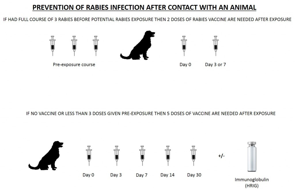 Fangs For The Memory a Guide To Rabies Post Exposure Treatment  - Rabies Vaccination Schedule Post Exposure