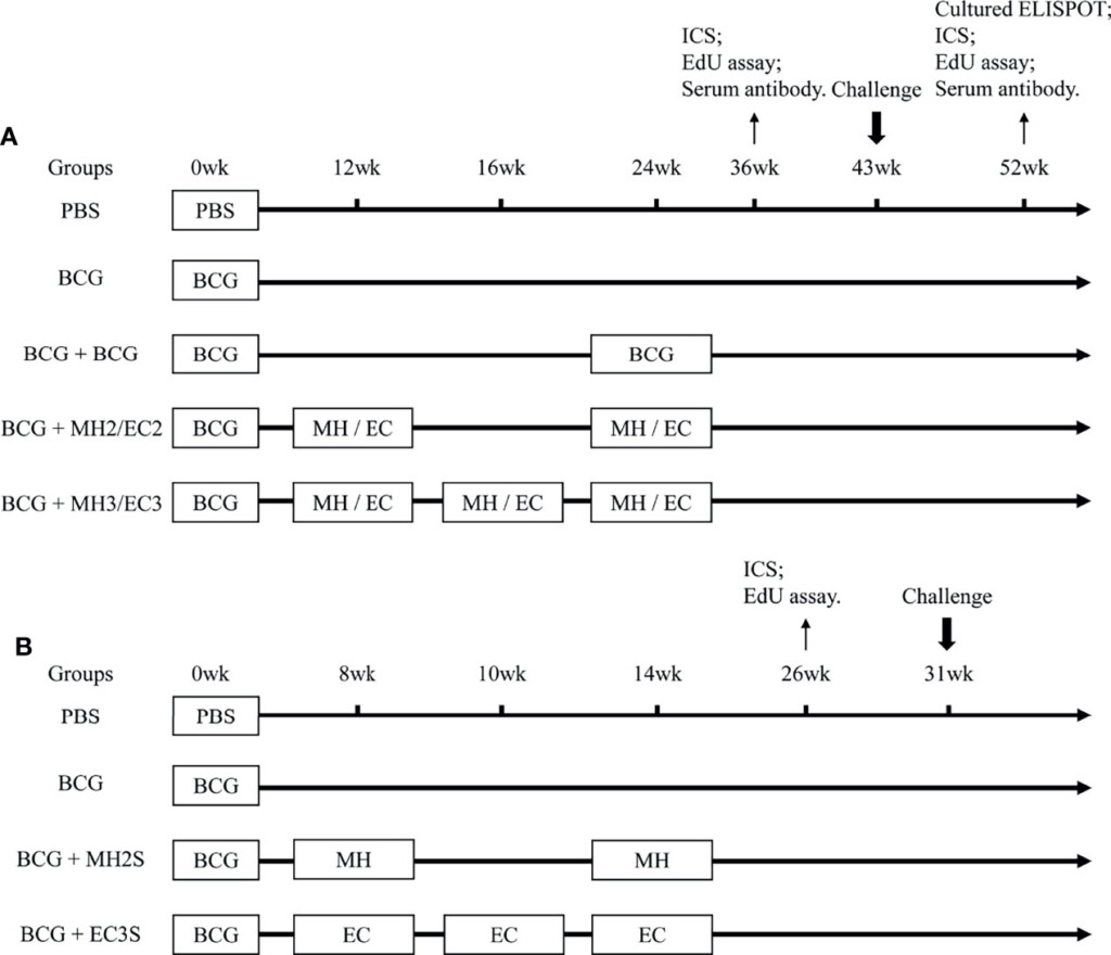 Frontiers Optimizing The Boosting Schedule Of Subunit Vaccines  - Bcg Vaccine Dose Schedule