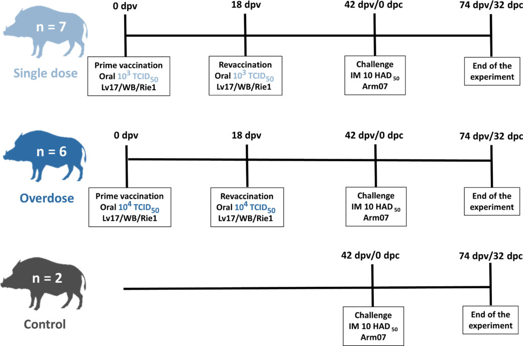 Frontiers Safety Of African Swine Fever Vaccine Candidate Lv17 WB  - Swine Fever Vaccine Schedule