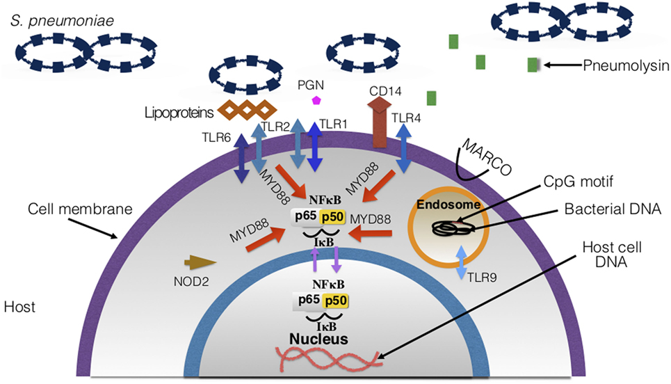 Frontiers Streptococcus Pneumoniae s Virulence And Host Immunity  - Strep Pneumoniae Vaccine Schedule