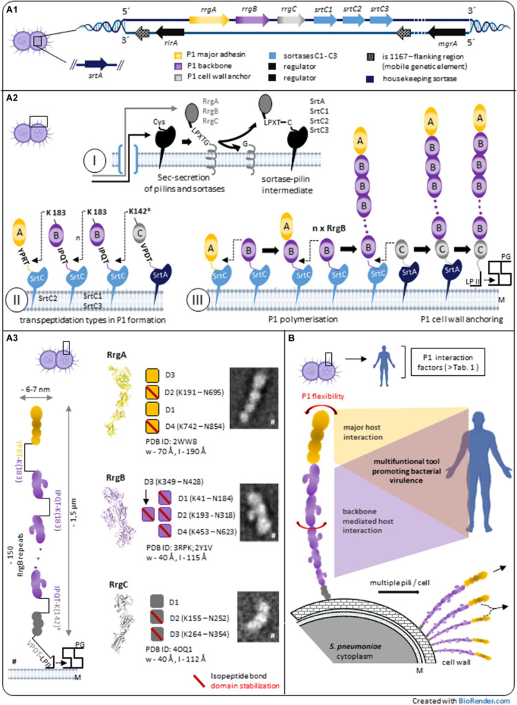 Frontiers Streptococcus Pneumoniae Type 1 Pilus A Multifunctional  - Strep Pneumoniae Vaccine Schedule