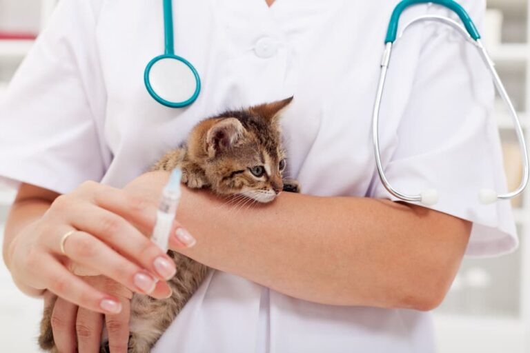 FVRCP Vaccine For Cats Great Pet Care - Fvrcp Vaccine Schedule For Cats