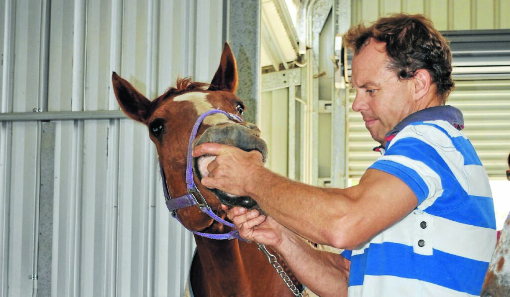 Hendra Vaccination Makes Horse Sense Central Western Daily Orange NSW - Hendra Vaccination Schedule