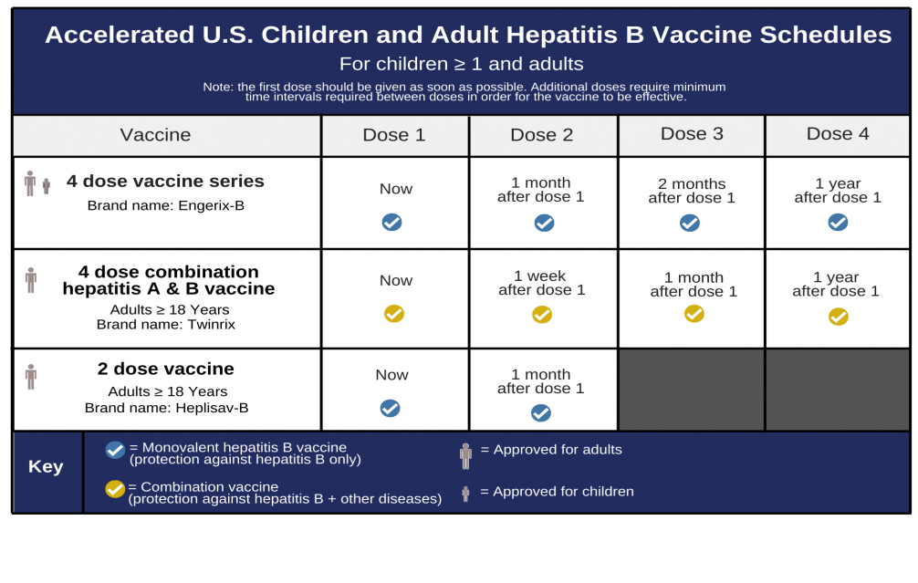 Hepatitis B Foundation Hepatitis B Vaccine Schedules - Pha Vaccine Schedule