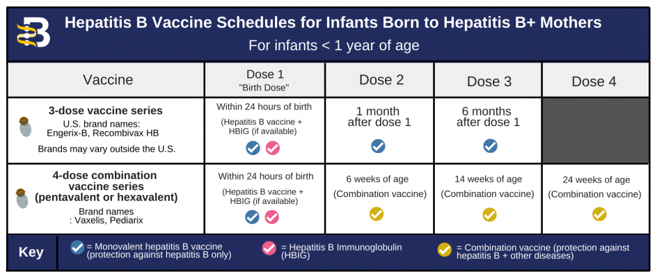 Hepatitis B Foundation Hepatitis B Vaccine Schedules - Infant Hep B Vaccine Schedule