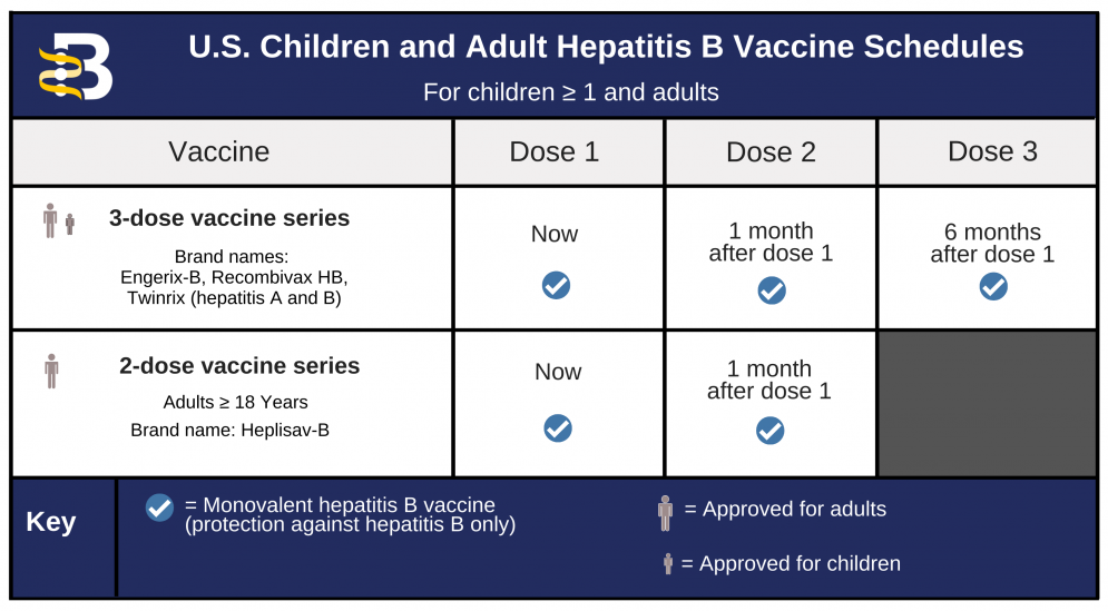 Hepatitis B Foundation Hepatitis B Vaccine Schedules - Hep B Vaccine For Adults Schedule