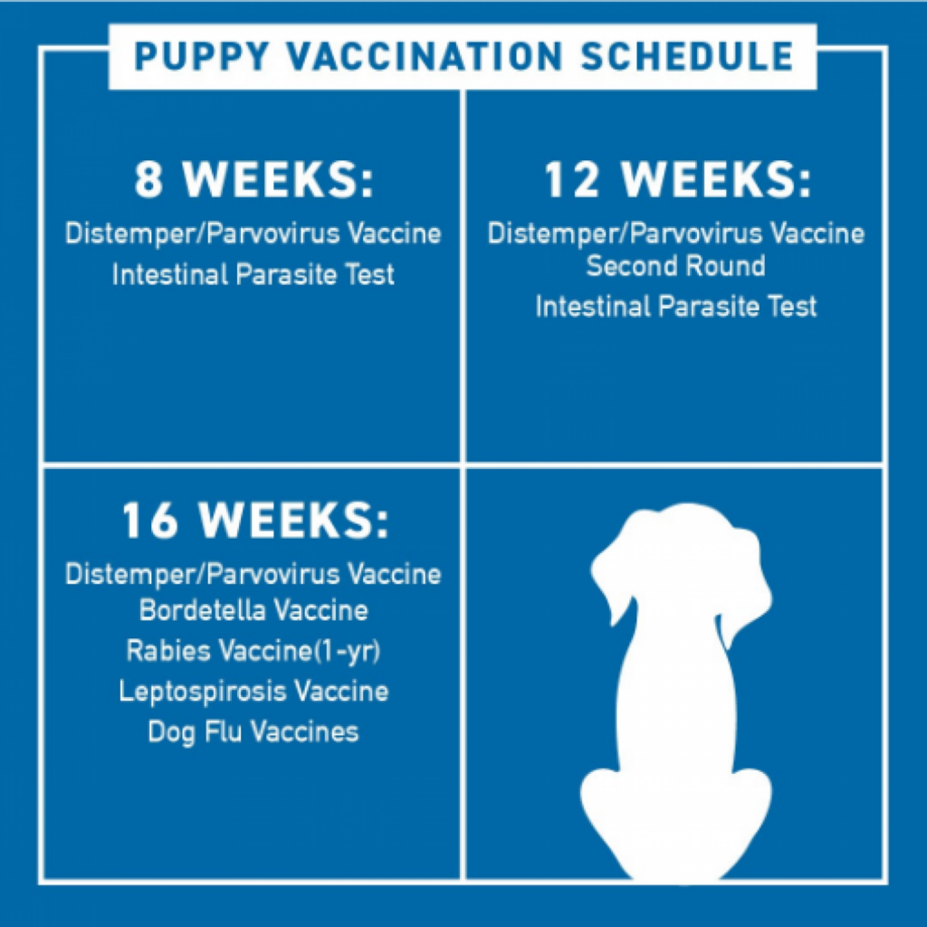 How Much Do Puppy Shots Cost And What Vaccines Do You Need  - Dog Vaccination Schedule Chart Philippines