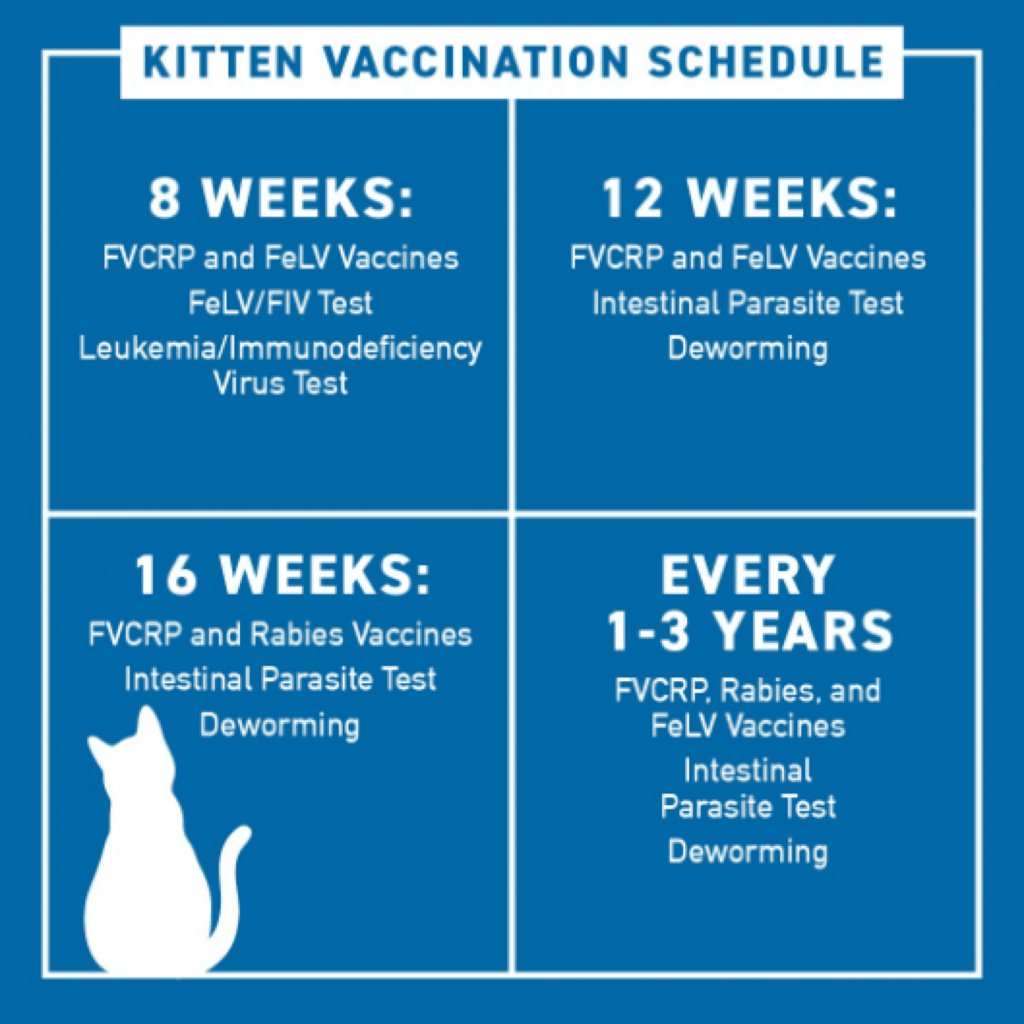 How Much Does It Cost To Vaccinate A Cat Low Cost Cat Vaccinations - Kitten Vaccine Schedule Usa