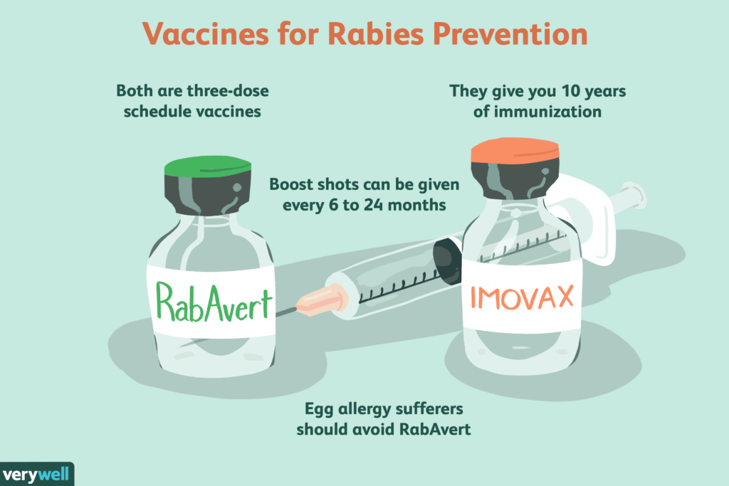 How Rabies Is Treated - Anti Rabies Vaccine Schedule Post Exposure