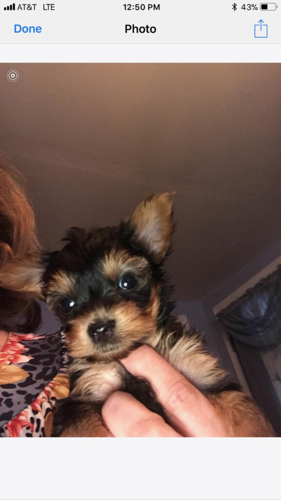 I Am Getting A Teacup Yorkie He Is About 6 Weeks Old What Do I Need To  - Teacup Yorkie Vaccine Schedule