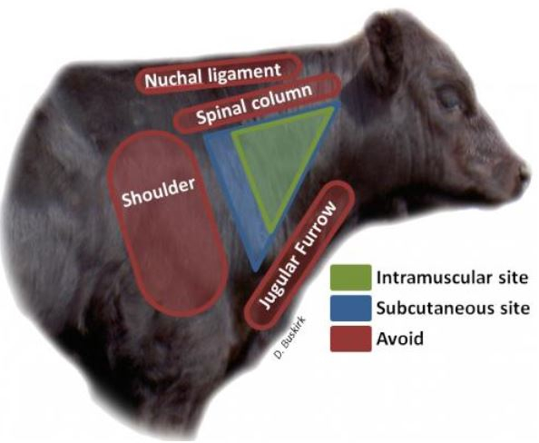 Injection Site BQA Tips At Calf working Time Panhandle Agriculture - Dairy Calf Vaccination Schedule