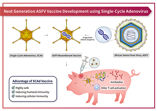  Kansas State University News And Communications Services - Swine Fever Vaccine Schedule