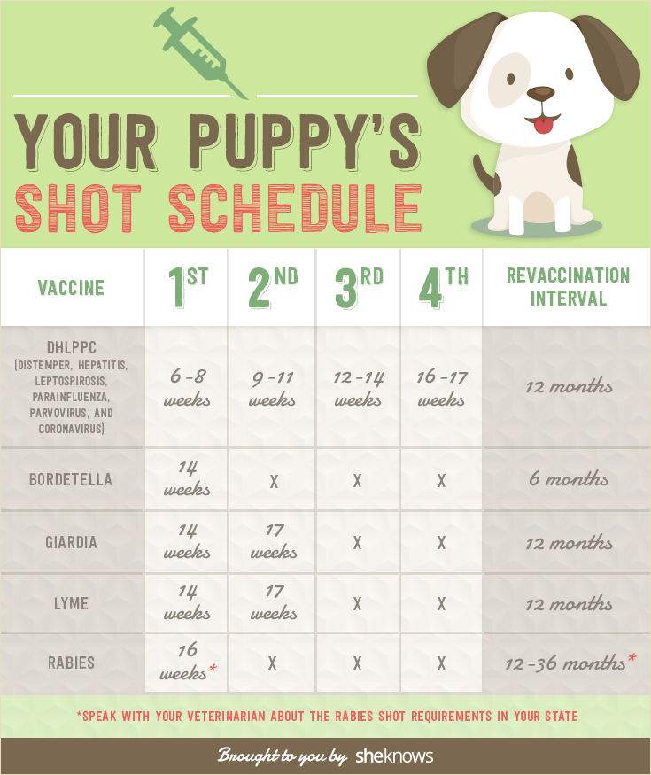 Keep Your Puppy Healthy With This Vaccination Schedule INFOGRAPHIC  - Dog Influenza Vaccine Schedule